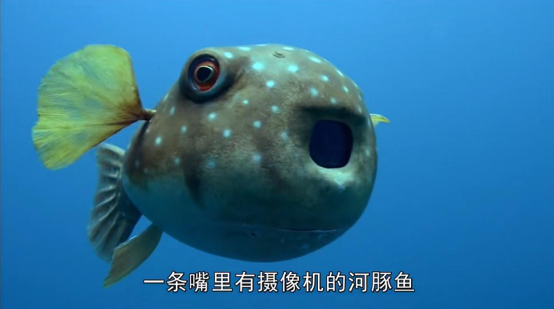 图片[3]-卧底海豚帮 Dolphins – Spy in the Pod (2014) BBC纪录片 | 间谍摄像机拍摄-玩嗨助吧网