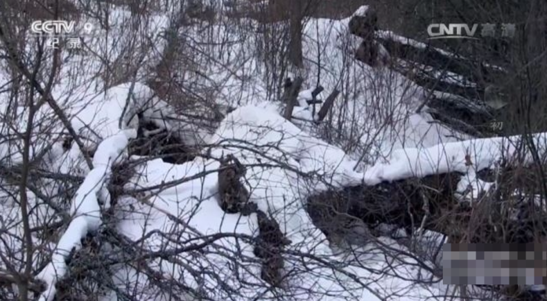 《寰宇视野 初生之犊》 (2017) 英国BBC纪录片【全5集/中英双字】高清资源下载-玩嗨助吧网