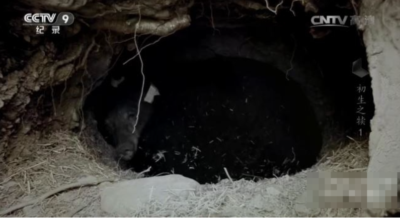 图片[2]-《寰宇视野 初生之犊》 (2017) 英国BBC纪录片【全5集/中英双字】高清资源下载-玩嗨助吧网