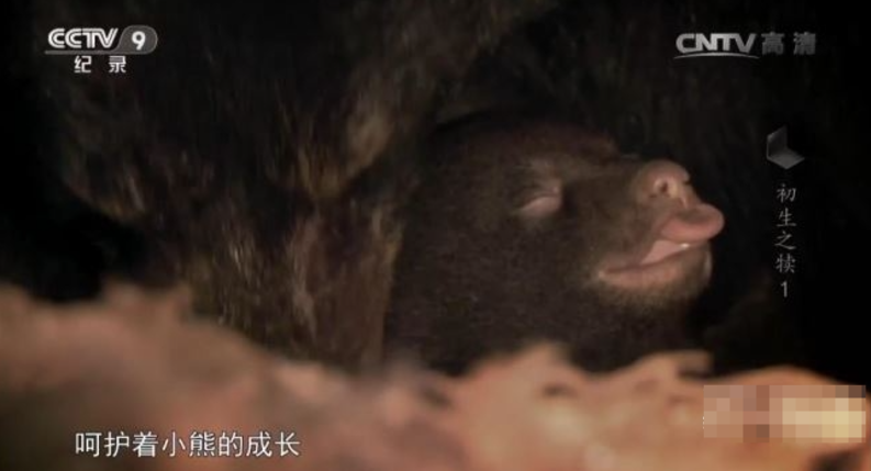 图片[3]-《寰宇视野 初生之犊》 (2017) 英国BBC纪录片【全5集/中英双字】高清资源下载-玩嗨助吧网