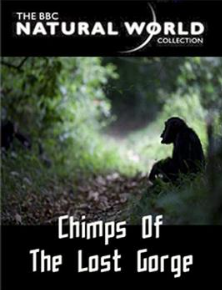 《失落峡谷的黑猩猩 The Natural World: Chimps of the Lost Gorge》 (2011) 英国BBC纪录片【全1集/中英双字】高清资源下载-玩嗨助吧网