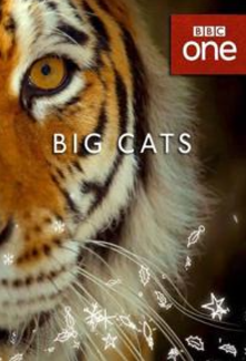 《大猫 全三集 Big Cats》 (2018) 英国BBC纪录片 中英双字高清资源下载-玩嗨助吧网